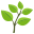 🌿
