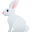 🐇