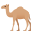 🐪
