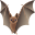 🦇