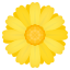 🌼